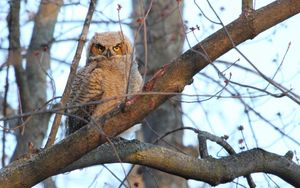 Wallpaper Owl Tree Flowers Hd Picture Image