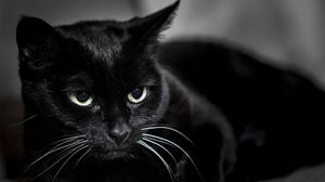 Black Cat Wallpapers Hd Desktop Backgrounds Images And Pictures