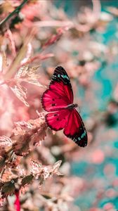 Featured image of post Iphone Red Butterfly Wallpaper Hd A collection of the top 52 red butterfly wallpapers and backgrounds available for download for free