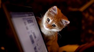 35 Gambar Wallpaper Laptop Kucing Hd terbaru 2020