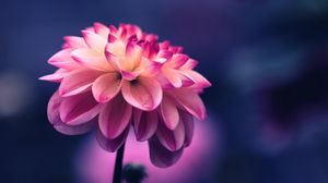 Best 100 Flower Images Hq Download Free Flower Pictures On Unsplash