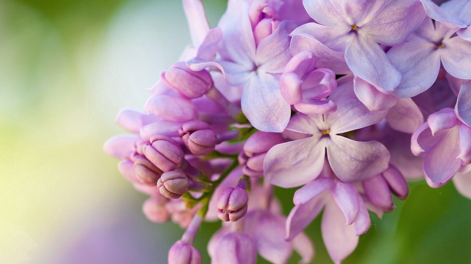 Download Wallpaper 1920x1080 Lilacs Flowers Lilac Full Hd Hdtv Fhd 1080p Hd Background