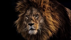 hd lion wallpapers