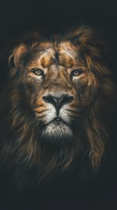 Lion Qhd Samsung Galaxy S6 S7 Edge Note Lg G4 Wallpapers Hd