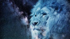 the best lion wallpapers