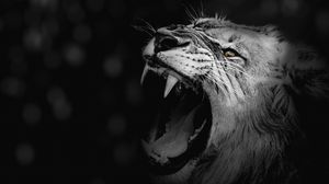 Black And White Tiger Roar Wallpaper