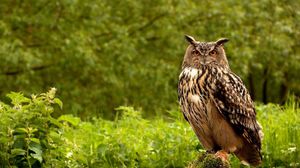 Owl Full Hd Hdtv Fhd 1080p Wallpapers Hd Desktop Backgrounds 1920x1080 Images And Pictures