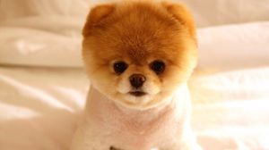 hd puppy wallpapers