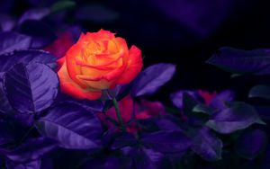 Featured image of post Aesthetic Black Purple Rose Wallpaper : Are you searching for purple rose png images or vector?