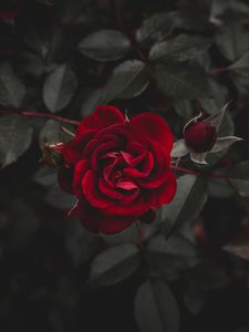 Rose Hd Mobile Wallpaper Download