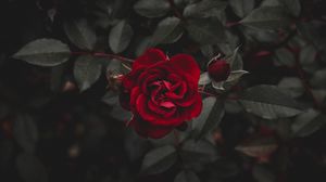 Rose Wallpaper Hd 1080p Free Download For Mobile