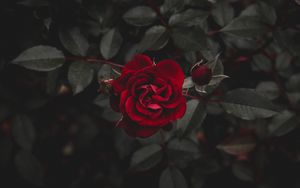 40 Gambar Black Rose Hd Wallpaper App terbaru 2020