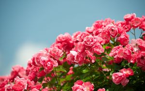 Featured image of post 4K Wallpaper Flowers For Pc Download - Best place of wallpapers for free download.