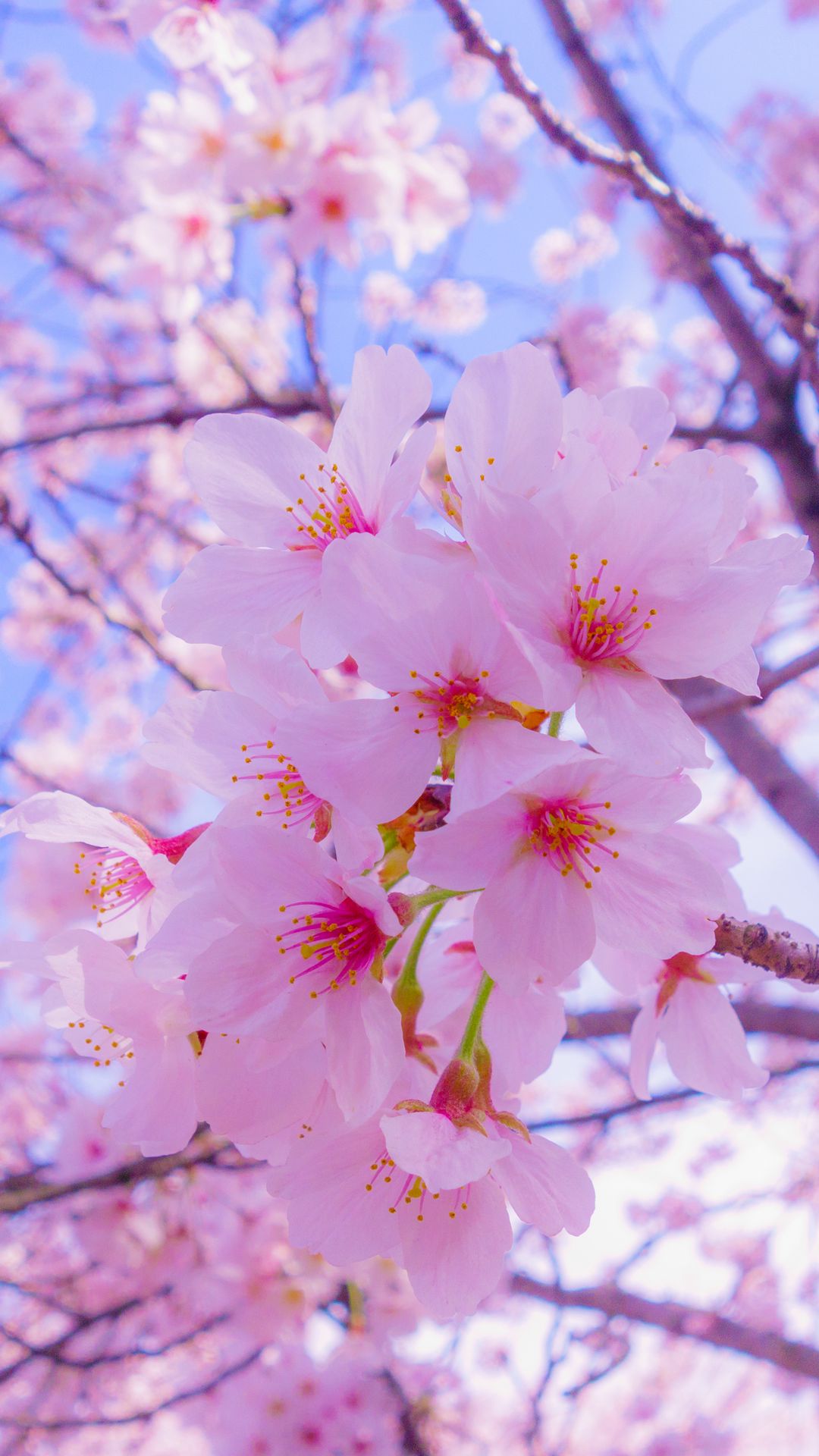 Download wallpaper 1080x1920 sakura, flowers, bloom, spring, pink