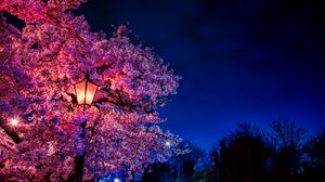 Featured image of post Sakura Tree Wallpaper 2560X1440