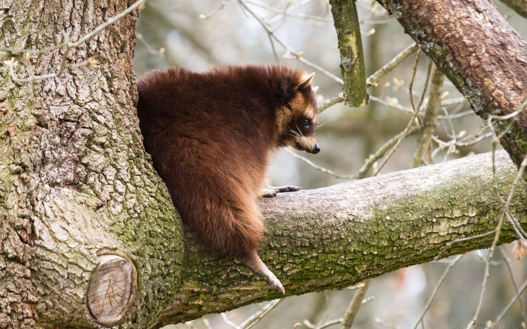 raccoon, tree, branch, thick