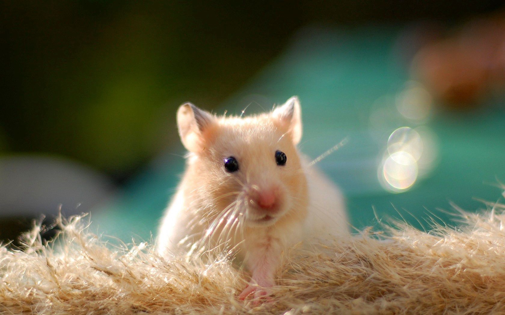 hamster, rodent, animal, cute