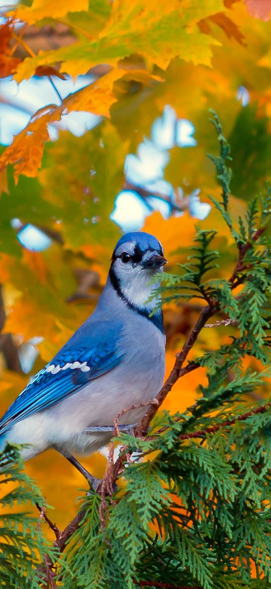 jay, bird, branch, foliage, autumn