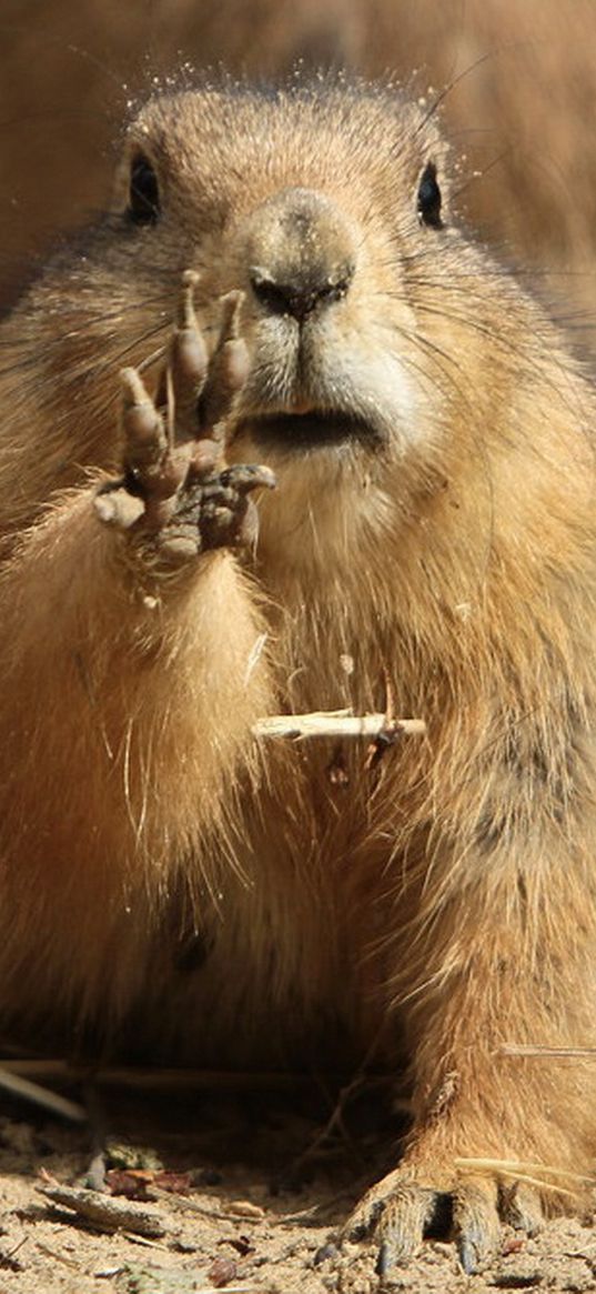 marmot, paw, mud