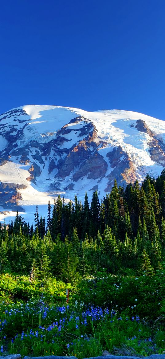 mount rainier, usa, mountains, snow, trees, grass, flowers, slope