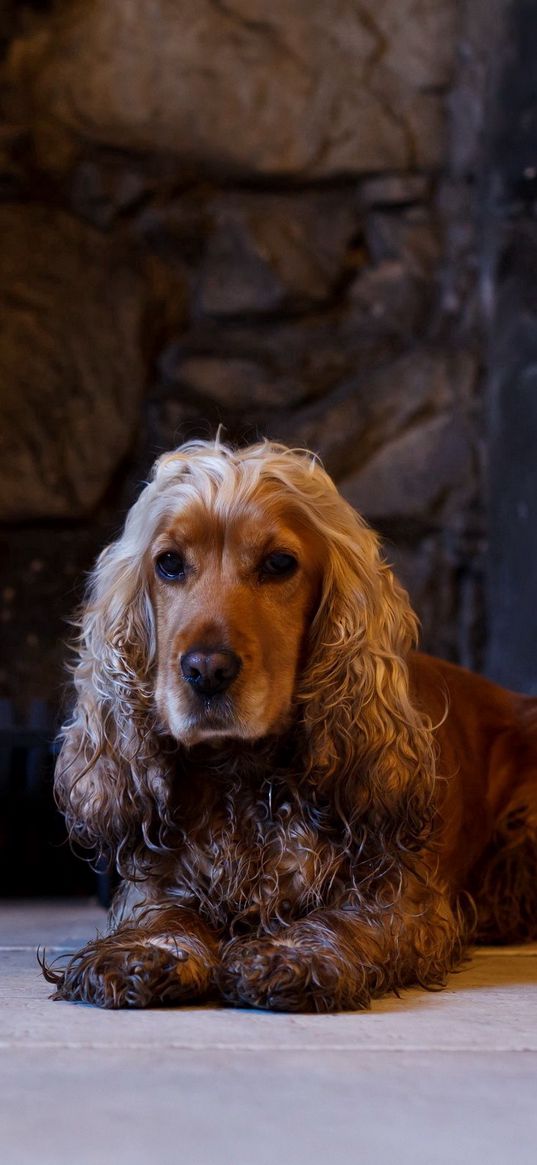 dog, english cocker spaniel, cocker spaniel