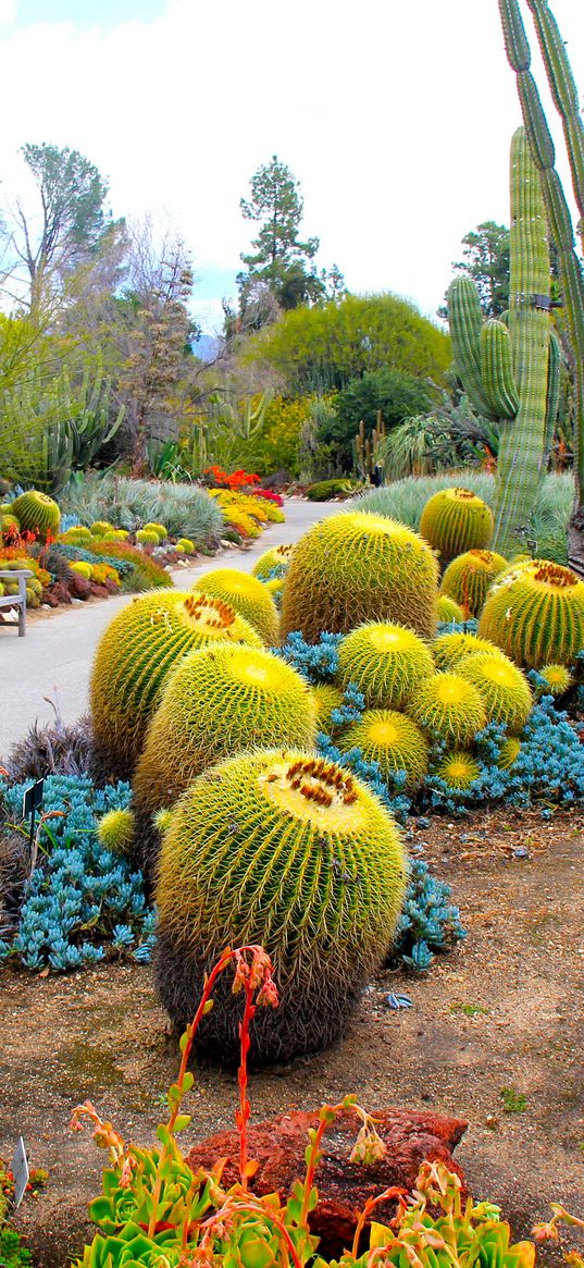 botanical garden, san marino, california, usa, garden, cactus