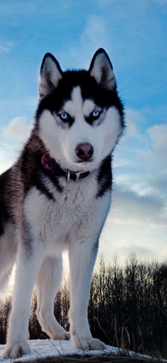 husky, dog, hill, snow