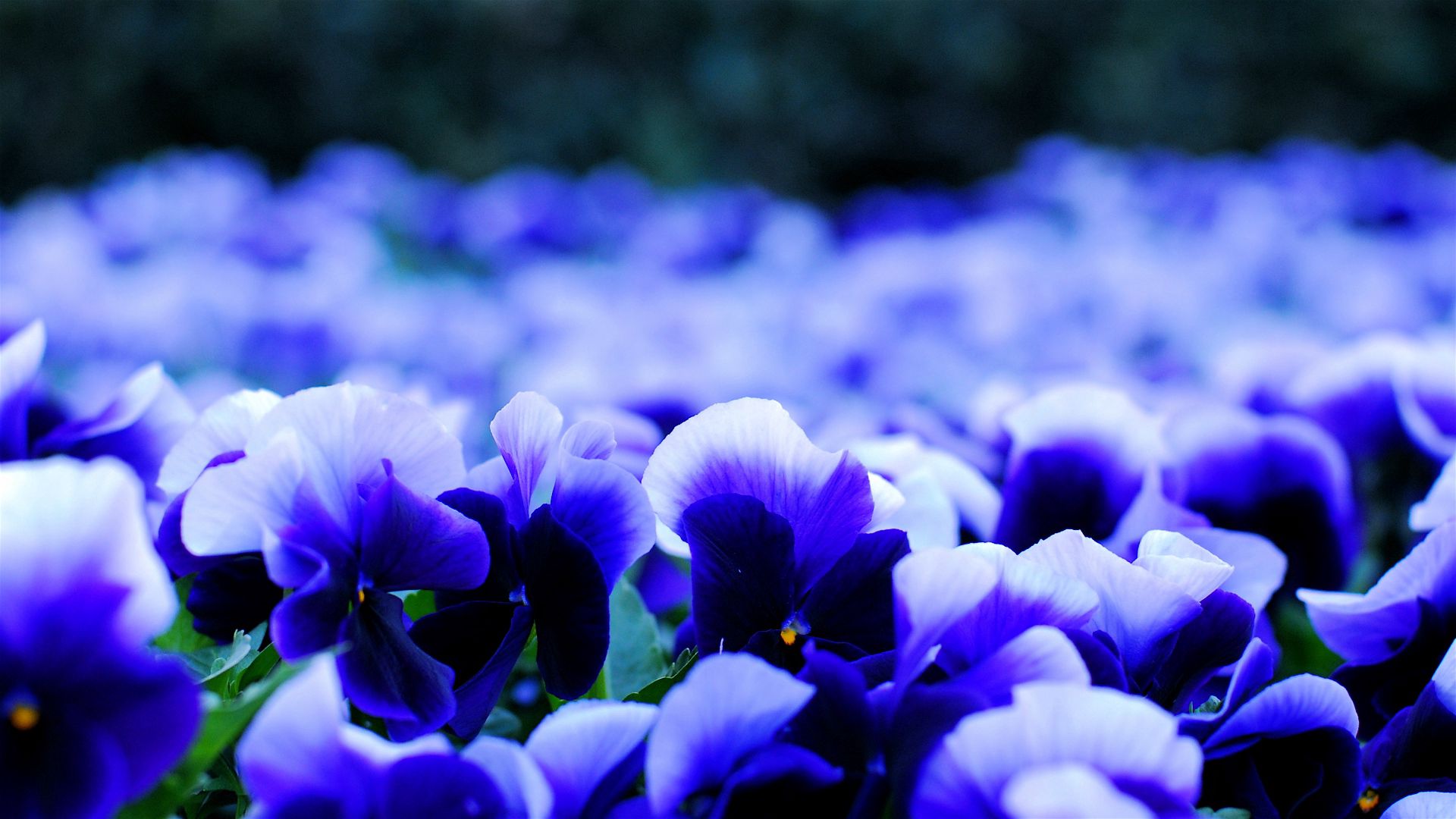 pansy, viola, flowers, petals