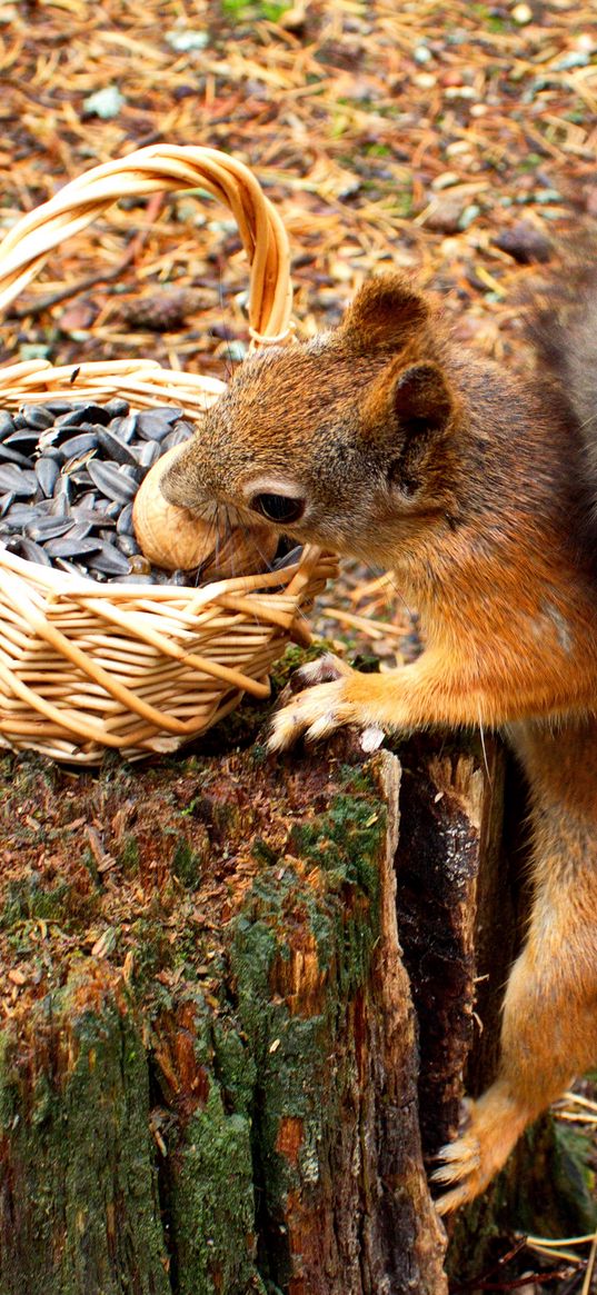 squirrel, basket, seeds, stump, food