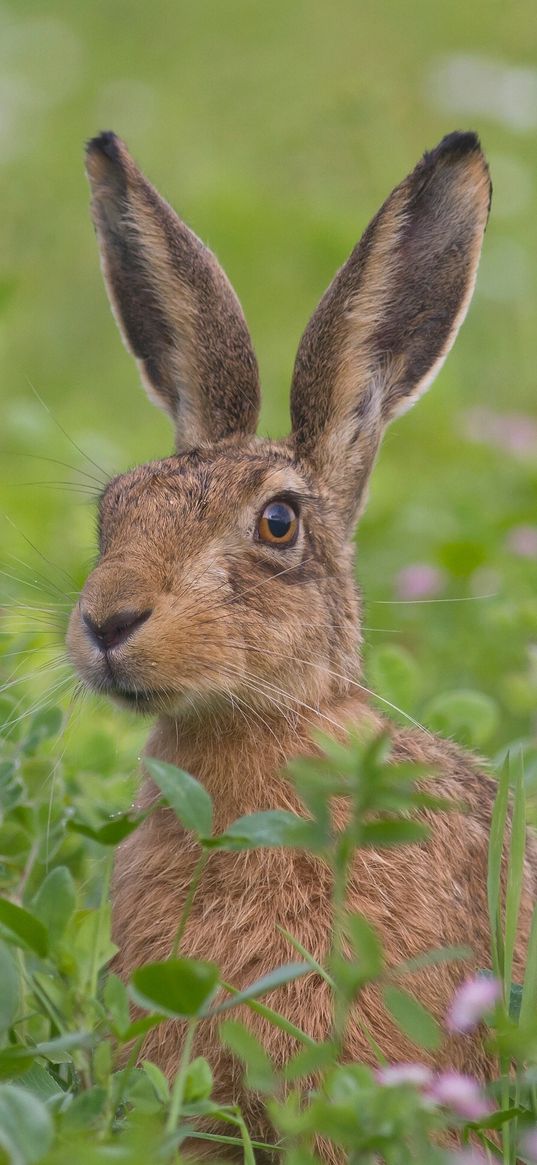 hare, grass, flowers, face, fear