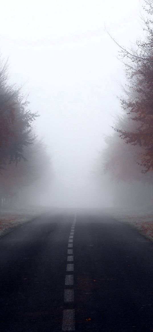 road, signs, trees, fog