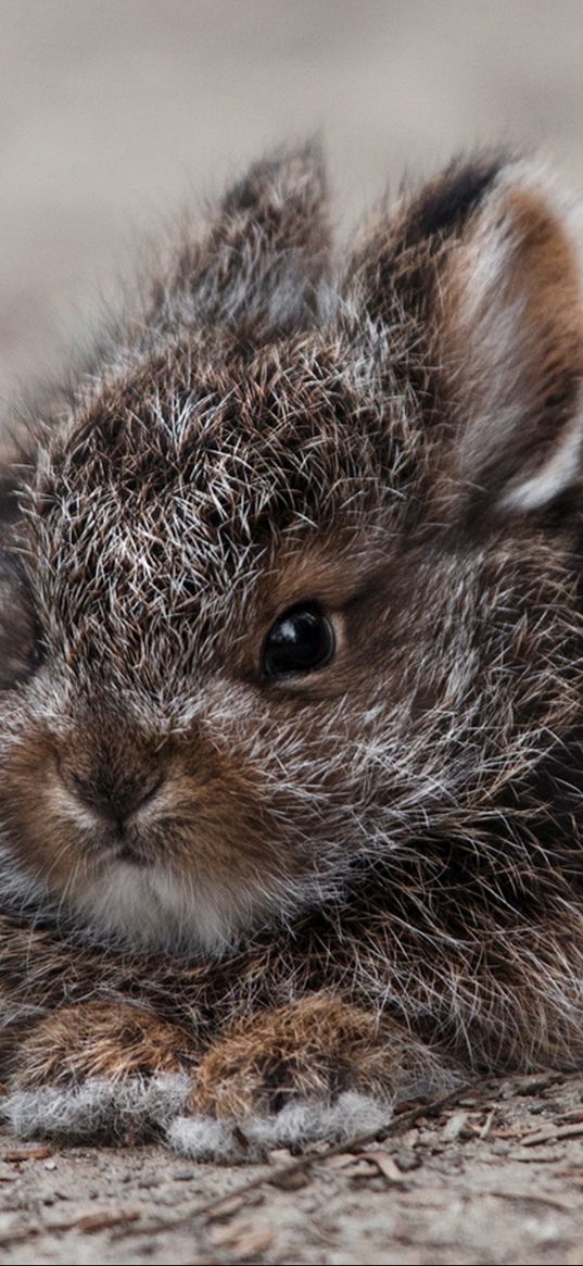 rabbit, hare, cute, fluffy, fright