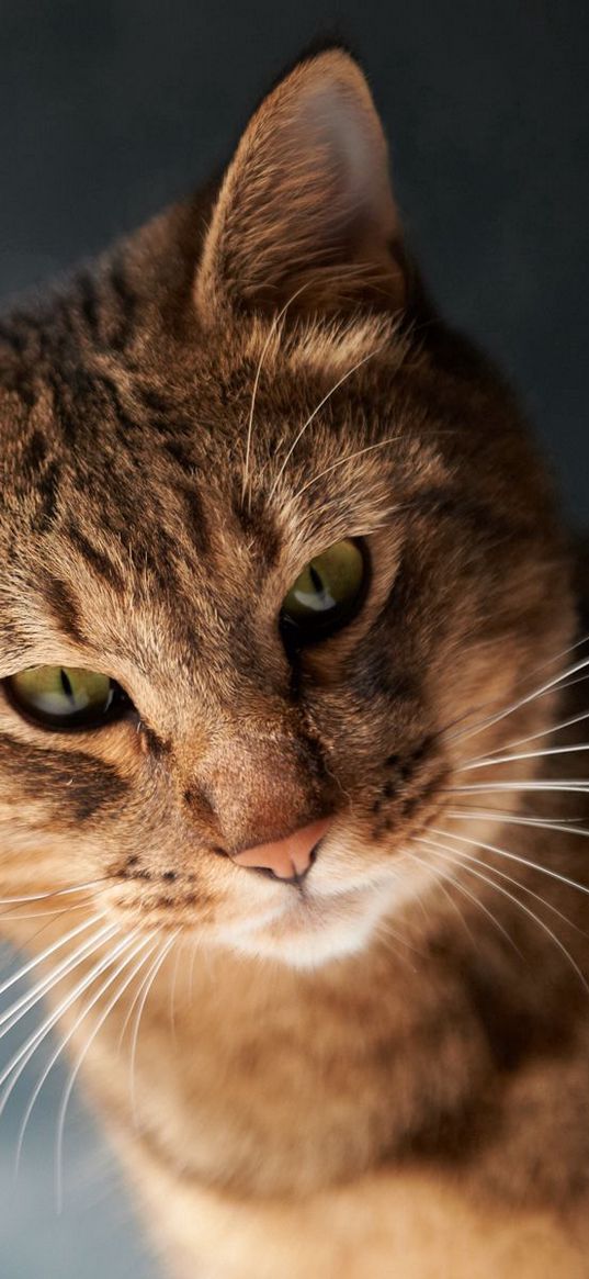 cat, face, fat, look