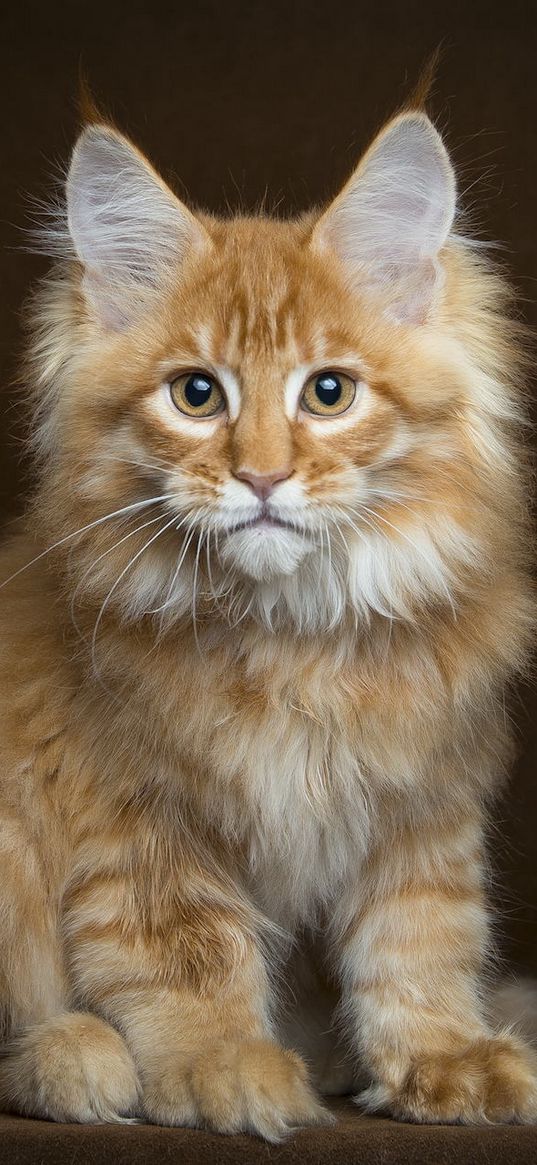 maine coon, kitten, fluffy, view