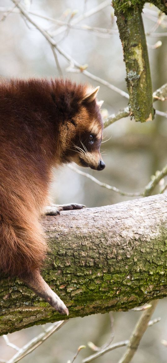 raccoon, tree, branch, animal