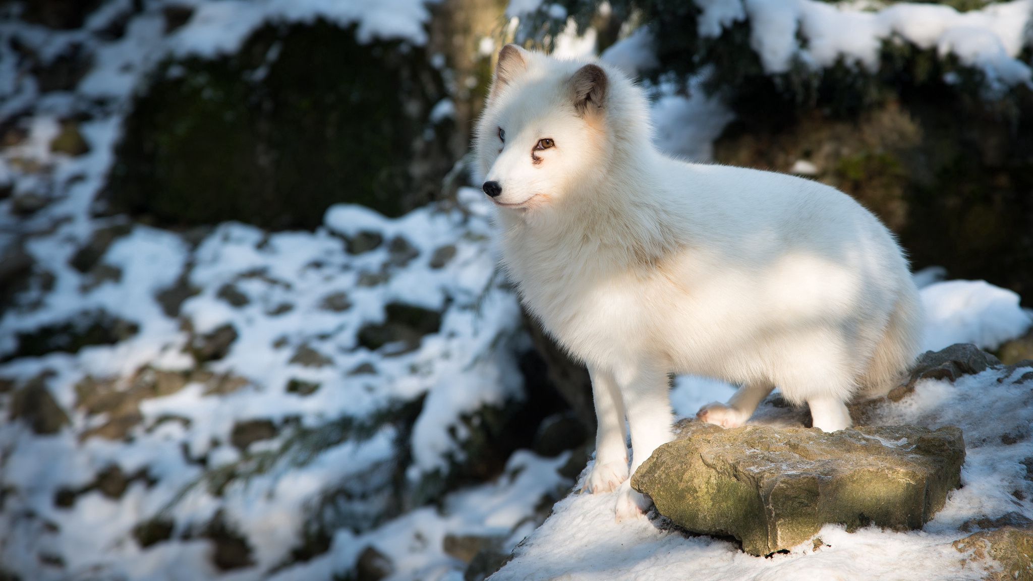 polar fox, arctic fox, white, fox