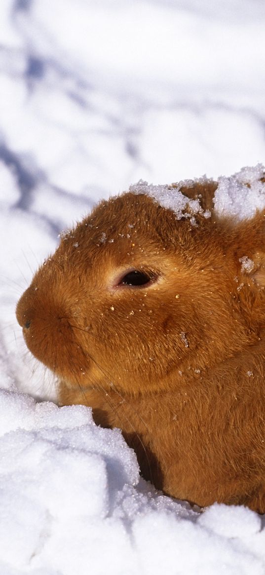 hare, snow, cold, hiding