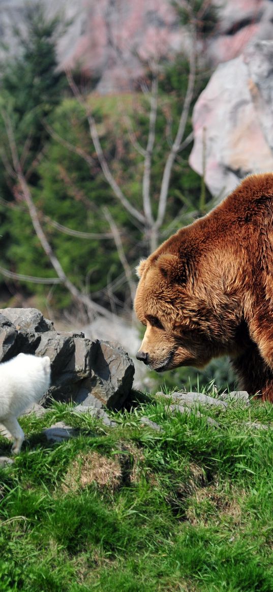 bear, grizzly bear, arctic fox, grass, rocks