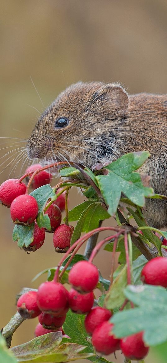 mouse, rodent, bank vole, berries, hawthorn