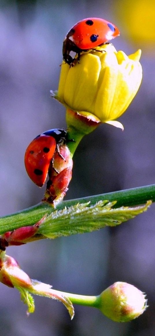 ladybugs, buds, branch, spring