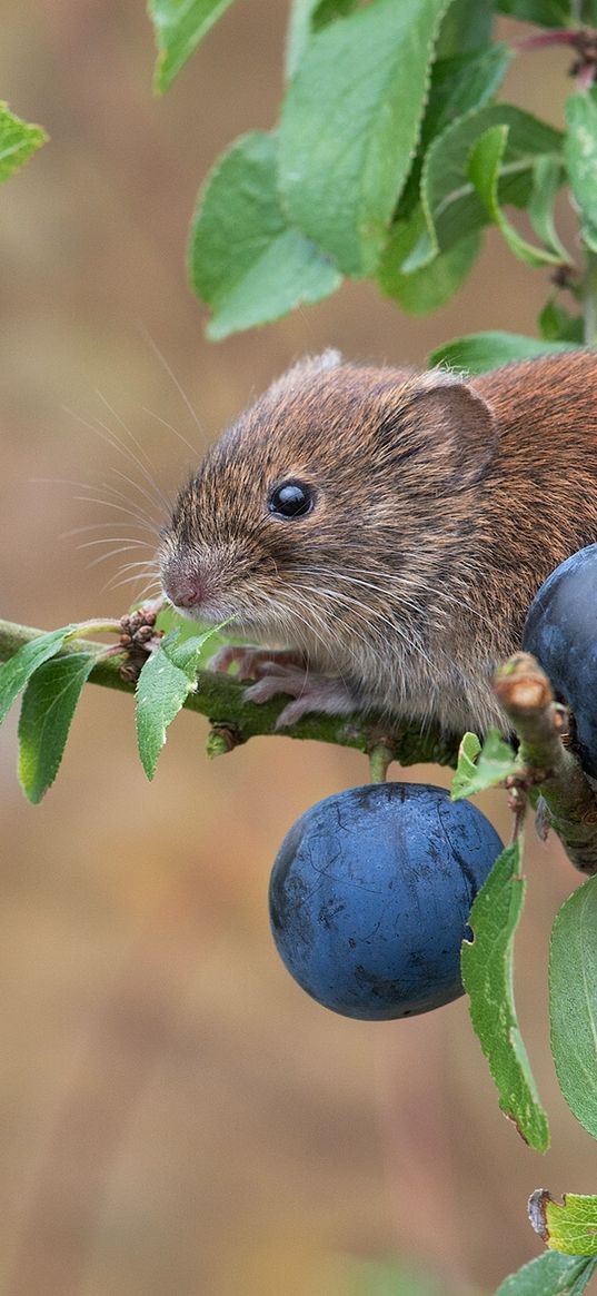 bank vole, mouse, rodent, berries, plum, branch