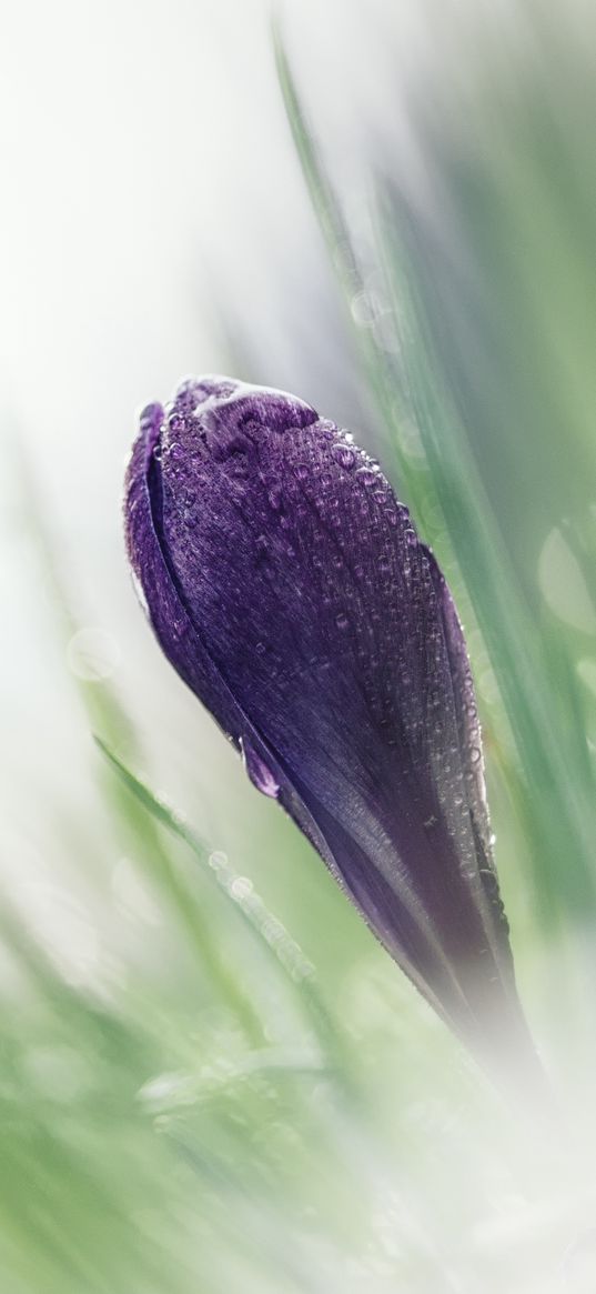 crocus, macro, snowdrop, blurring