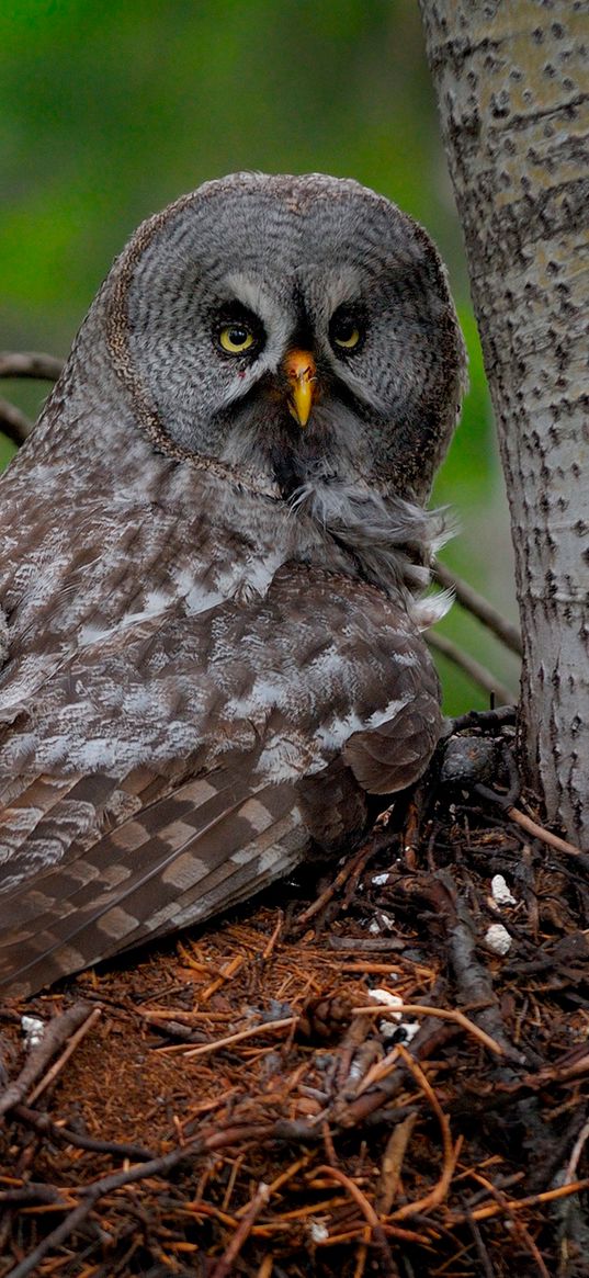 great gray owl, owl, chick, baby, wings, predator