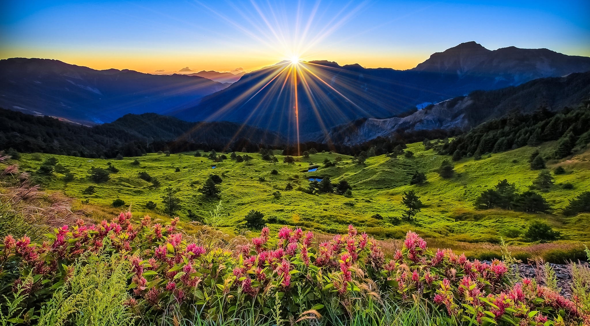 meadow, flowers, mountains, grass, dawn