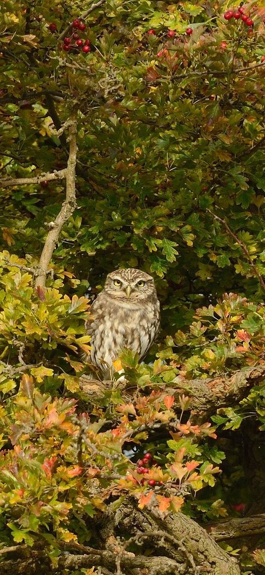 owl, bird, predator, tree, mountain ash