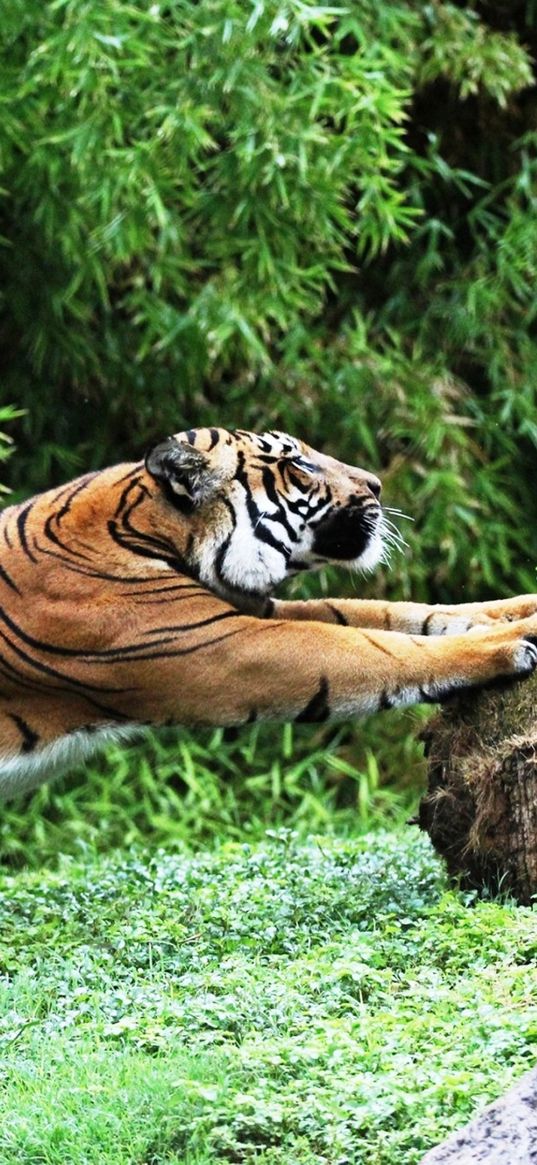 tiger, grass, stretch, stones