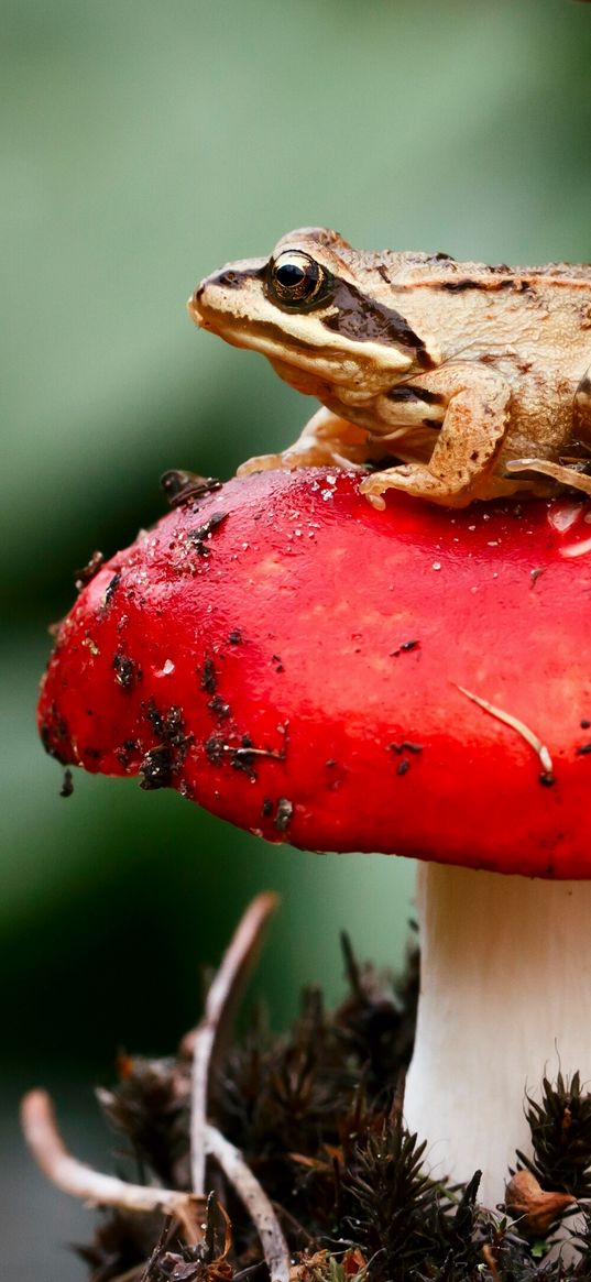 frog, mushroom, toadstool, sit, close-up