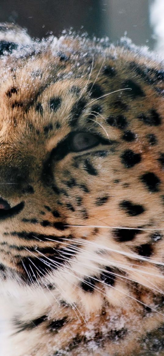 amur leopard, wild cat, leopard, muzzle, snow