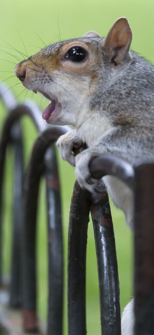 squirrel, fence, cry, animal, surprise