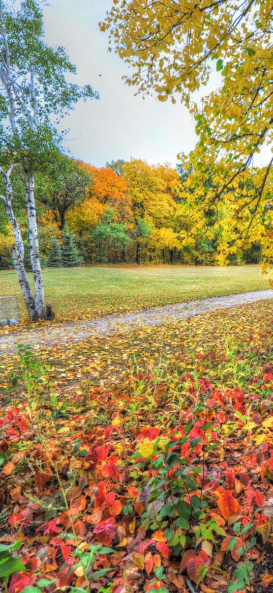 autumn, trees, footpath, forest